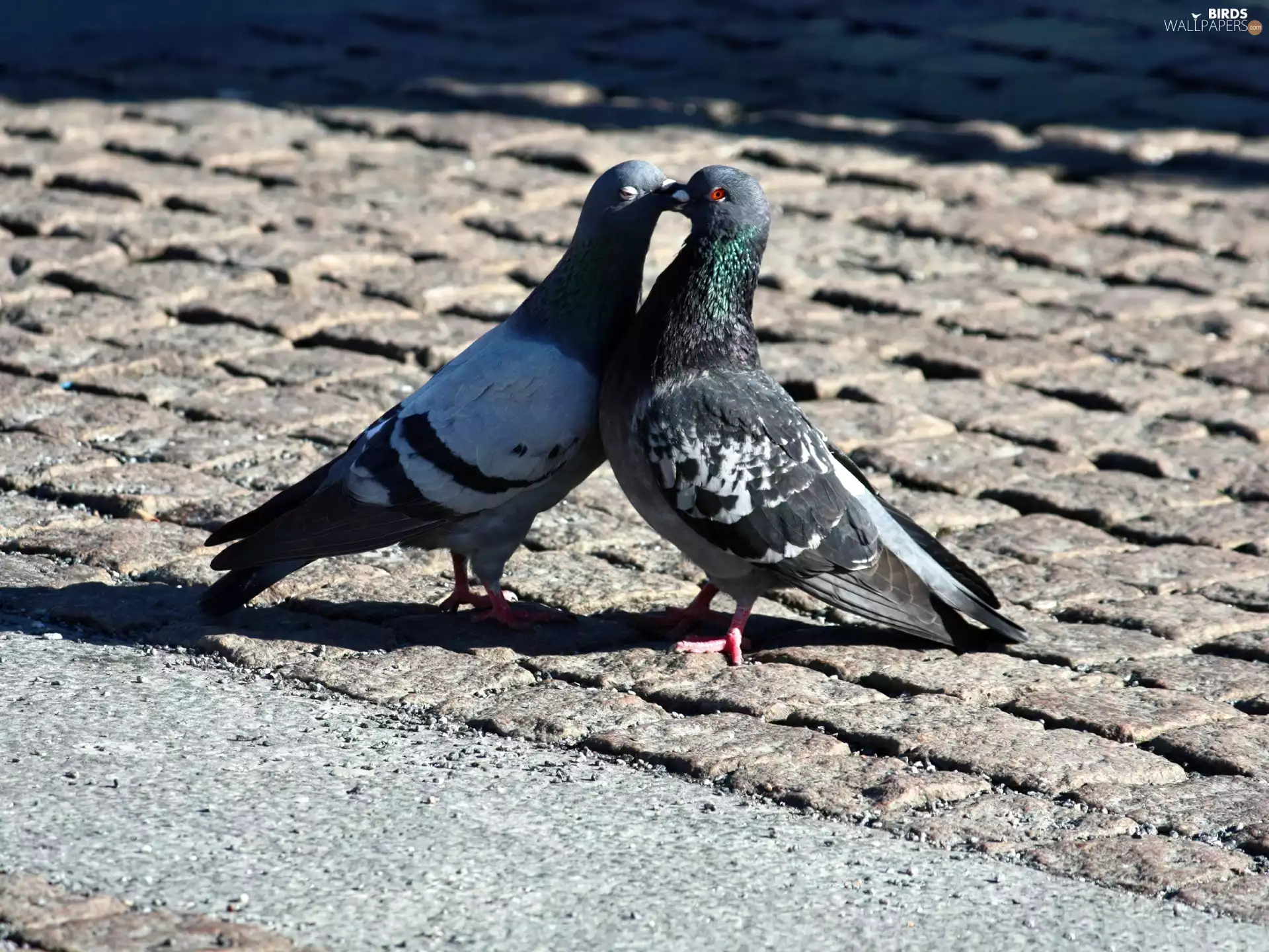 Kiss, Two cars, Doves