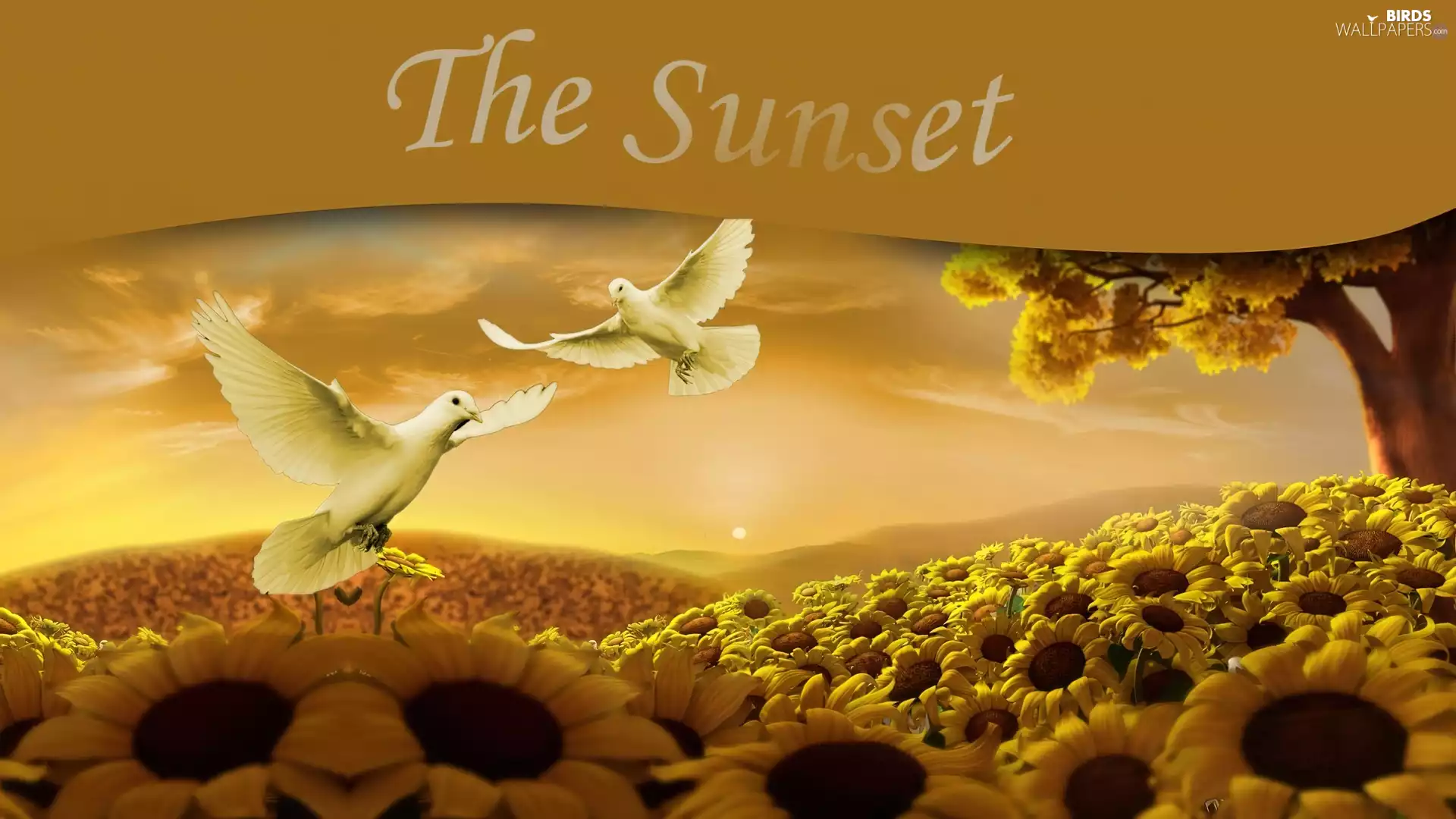 Doves, Nice sunflowers