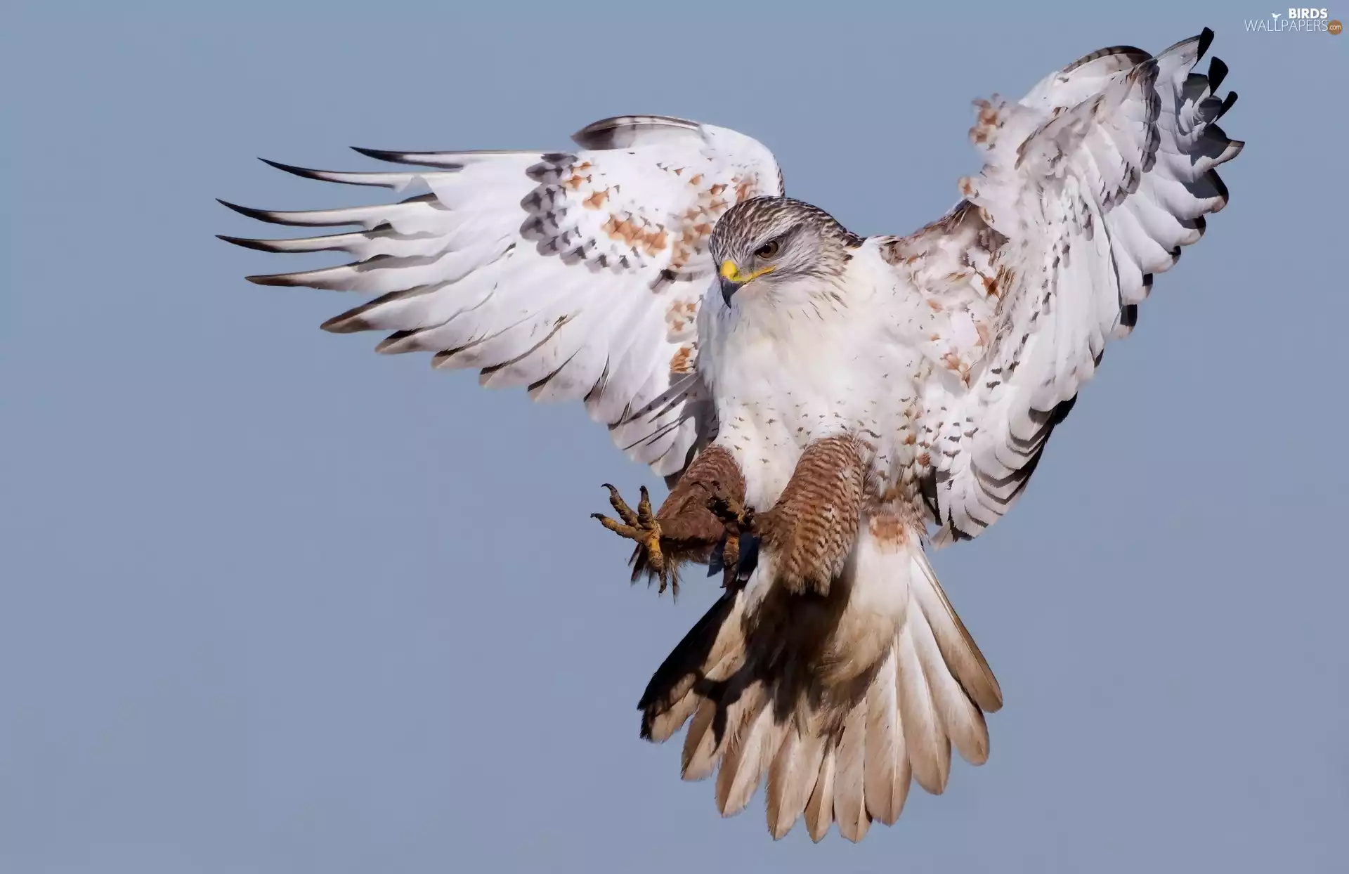Drapieżnik, hawk, Bird
