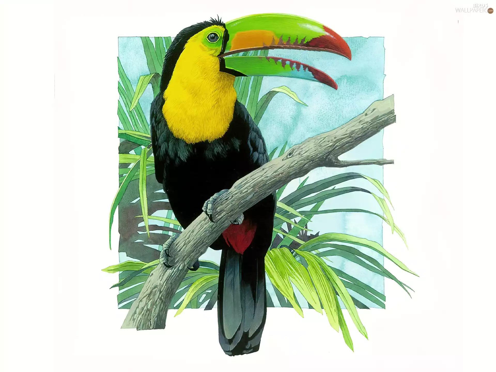 Drawing, Toucan, branch