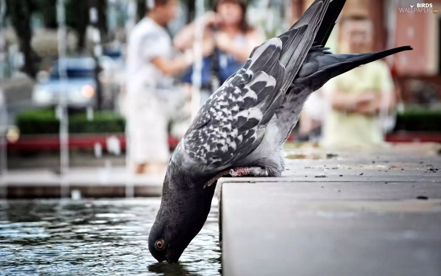 pigeon, water, blur, drinker