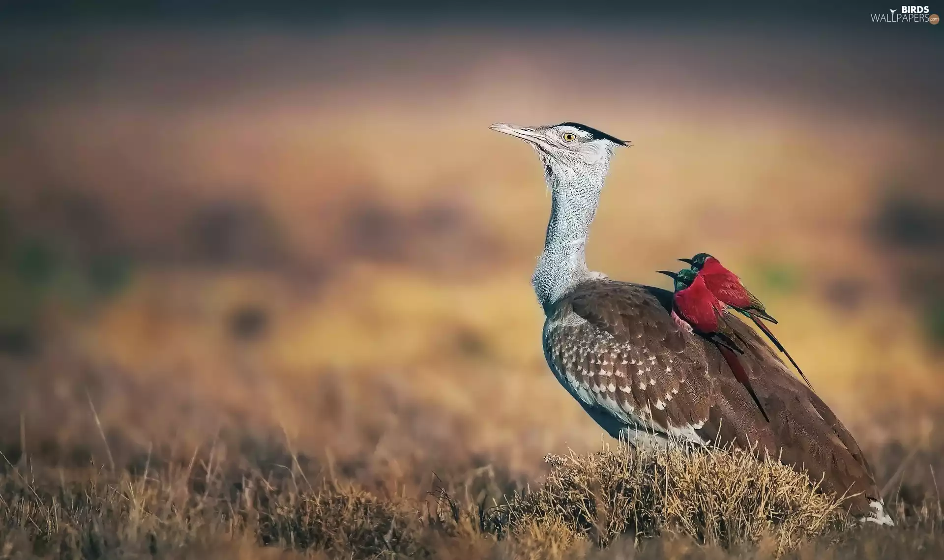 Bee-eaters, Crimson, Drop, gigantic, birds