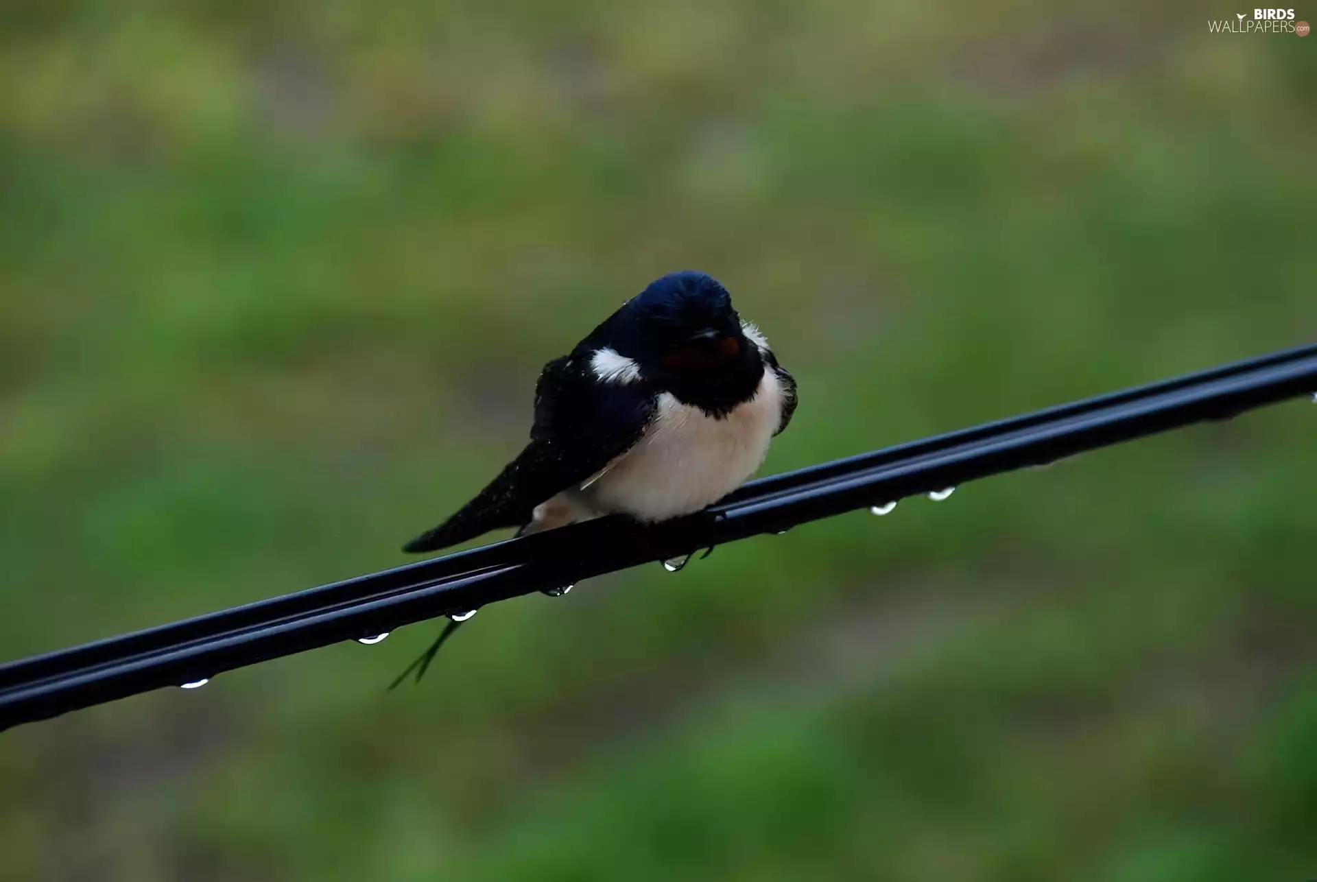 drops, swallow, cable