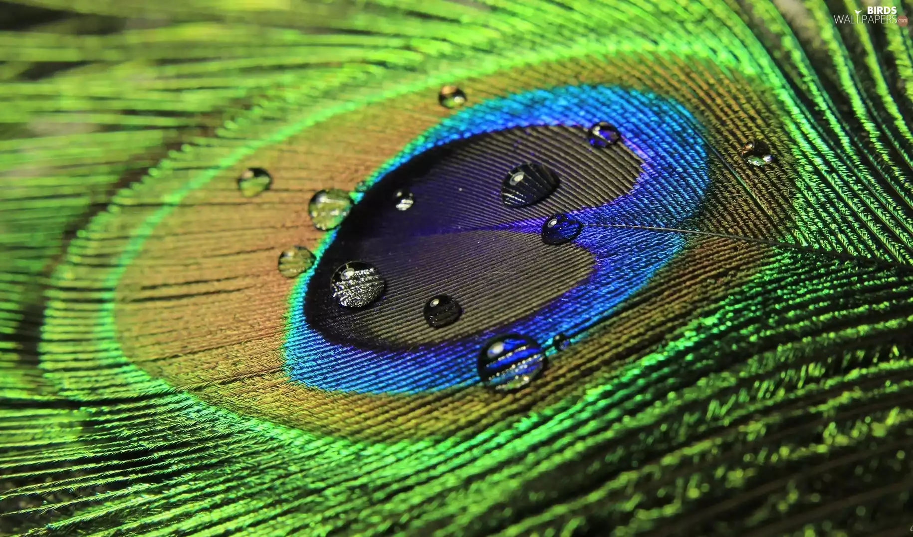 drops, peacocks, eye