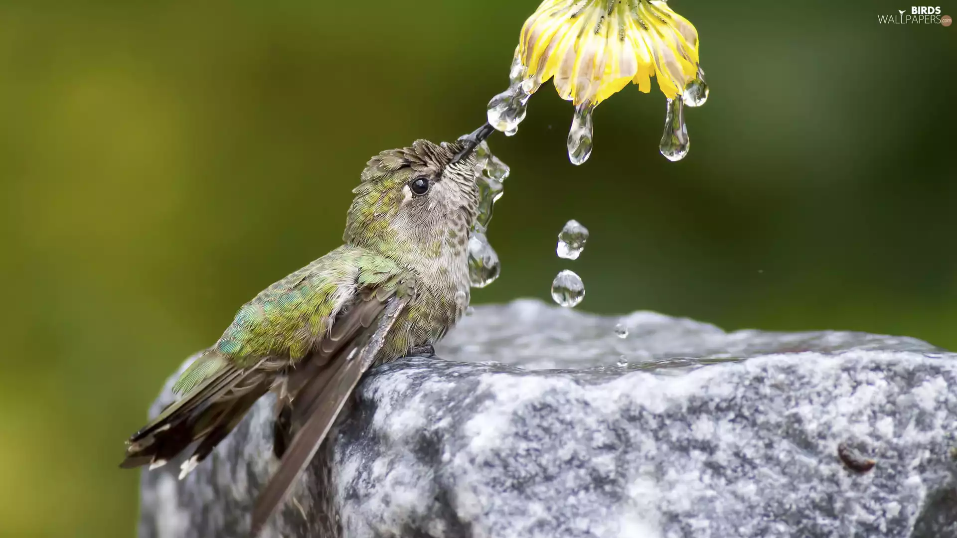 humming-bird, water, drops, Colourfull Flowers