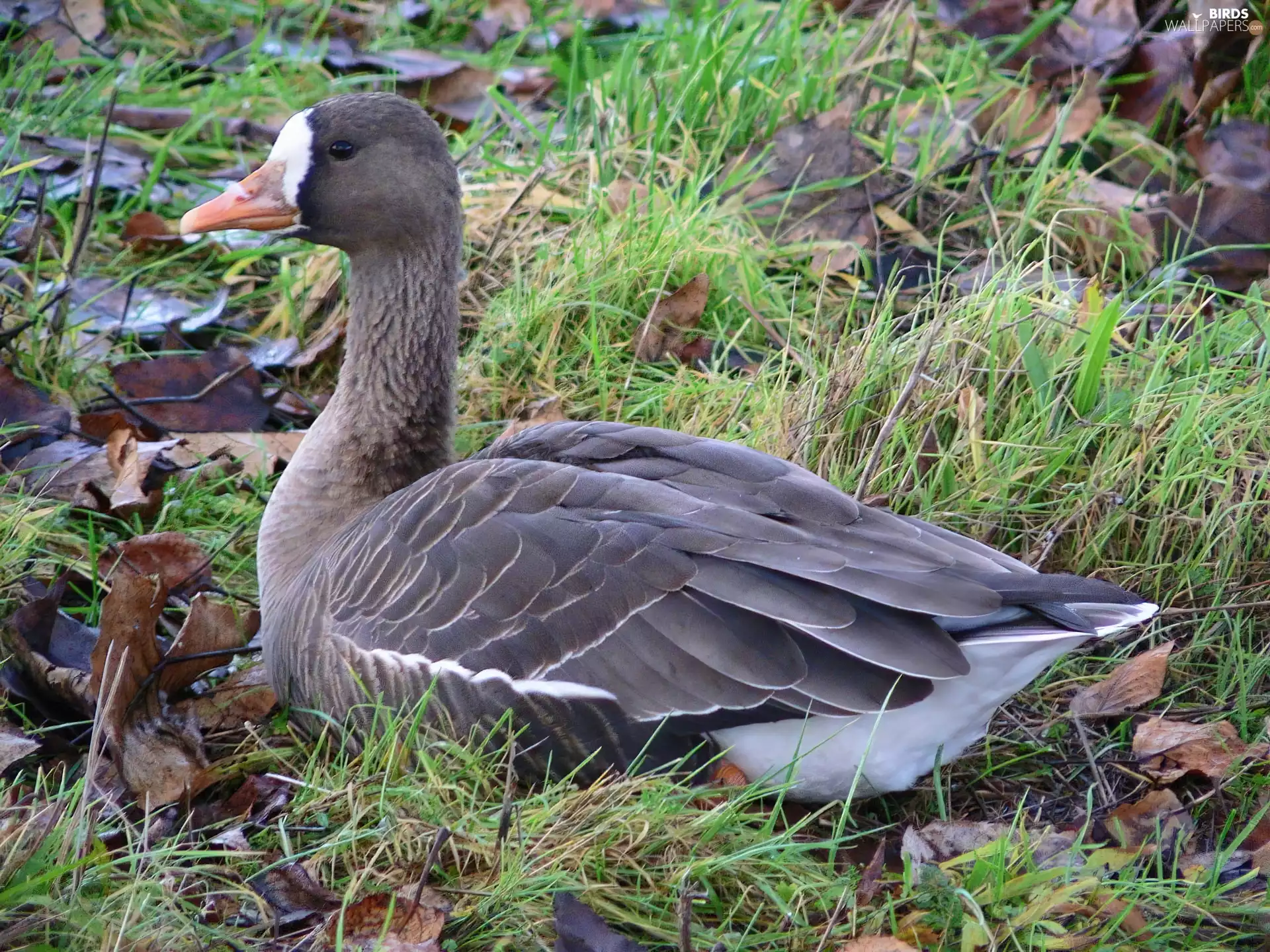 white-fronted goose, dry, Leaf, grass