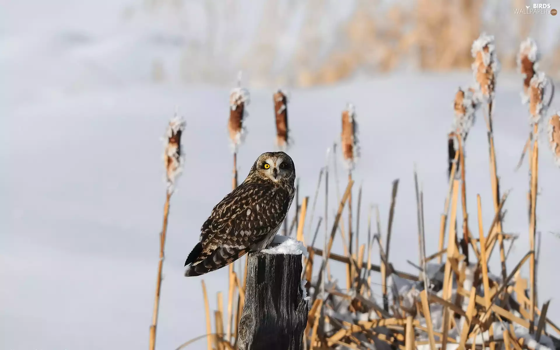 owl, grass, trunk, dry
