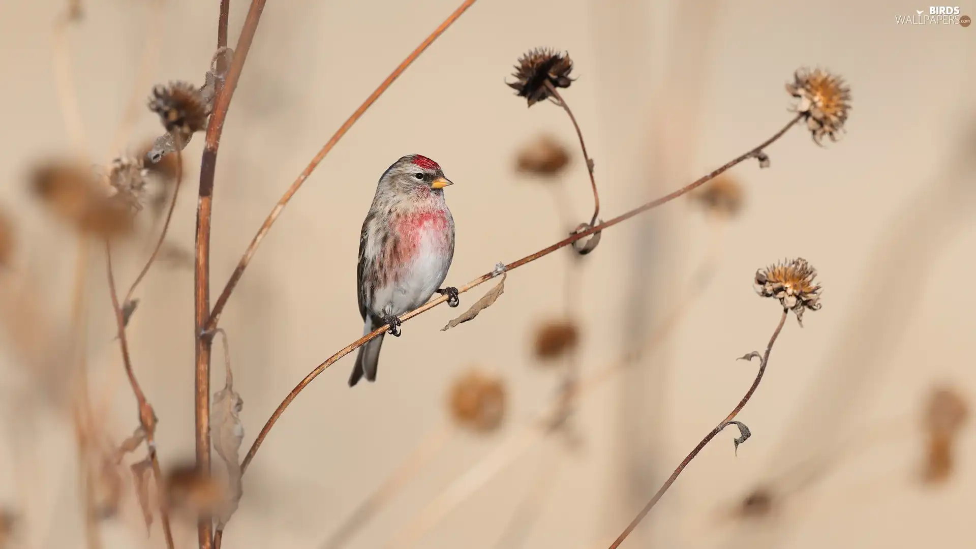 Bird, dry, Plants, Common Redpoll