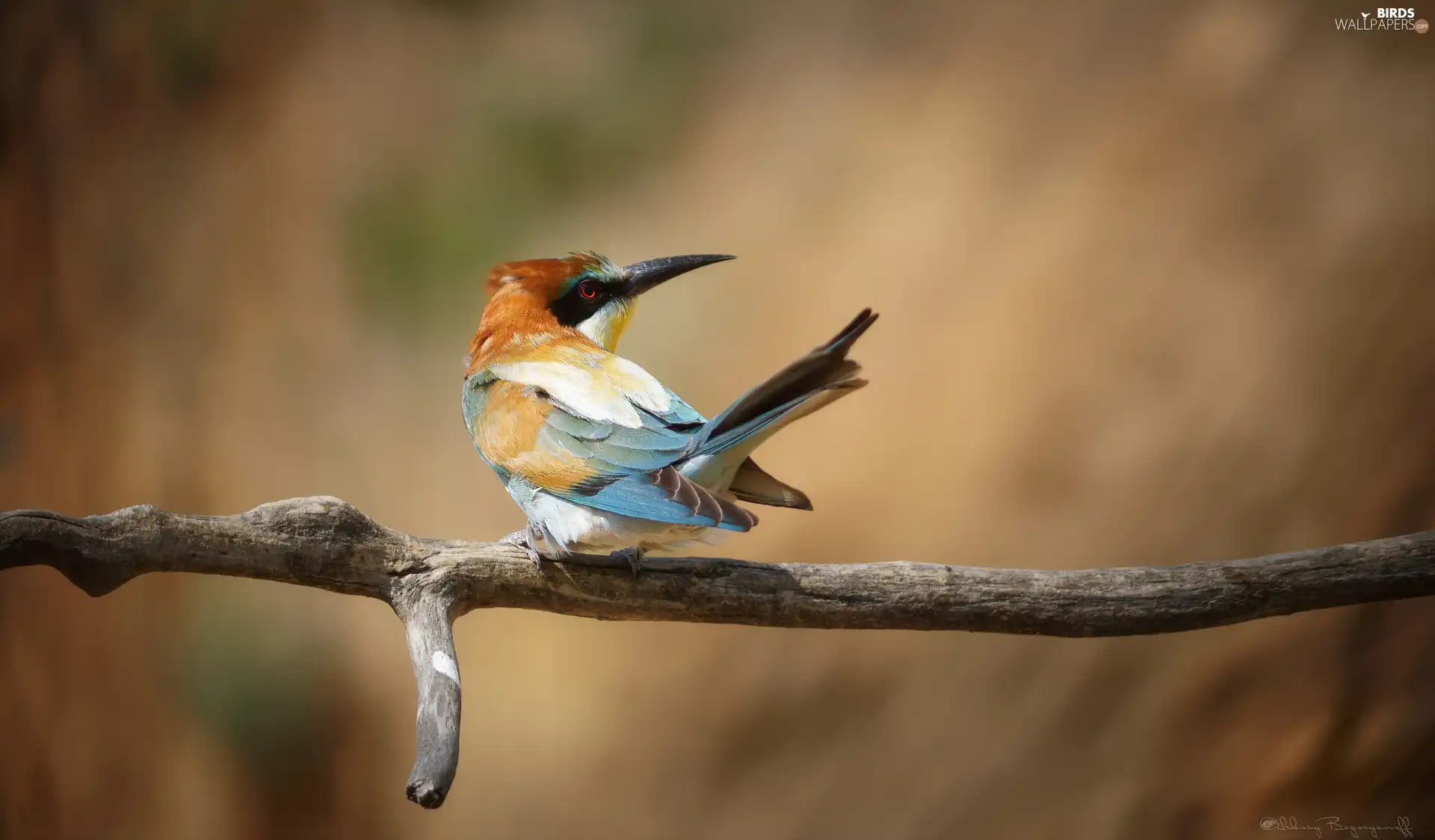 Bird, dry, twig, bee-eater