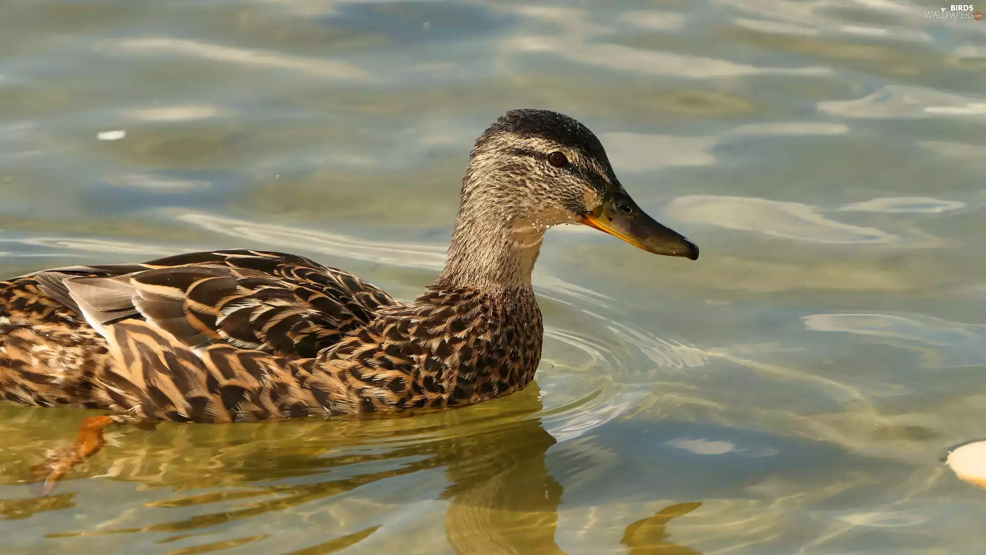 Mallard Duck, Bird, water, female