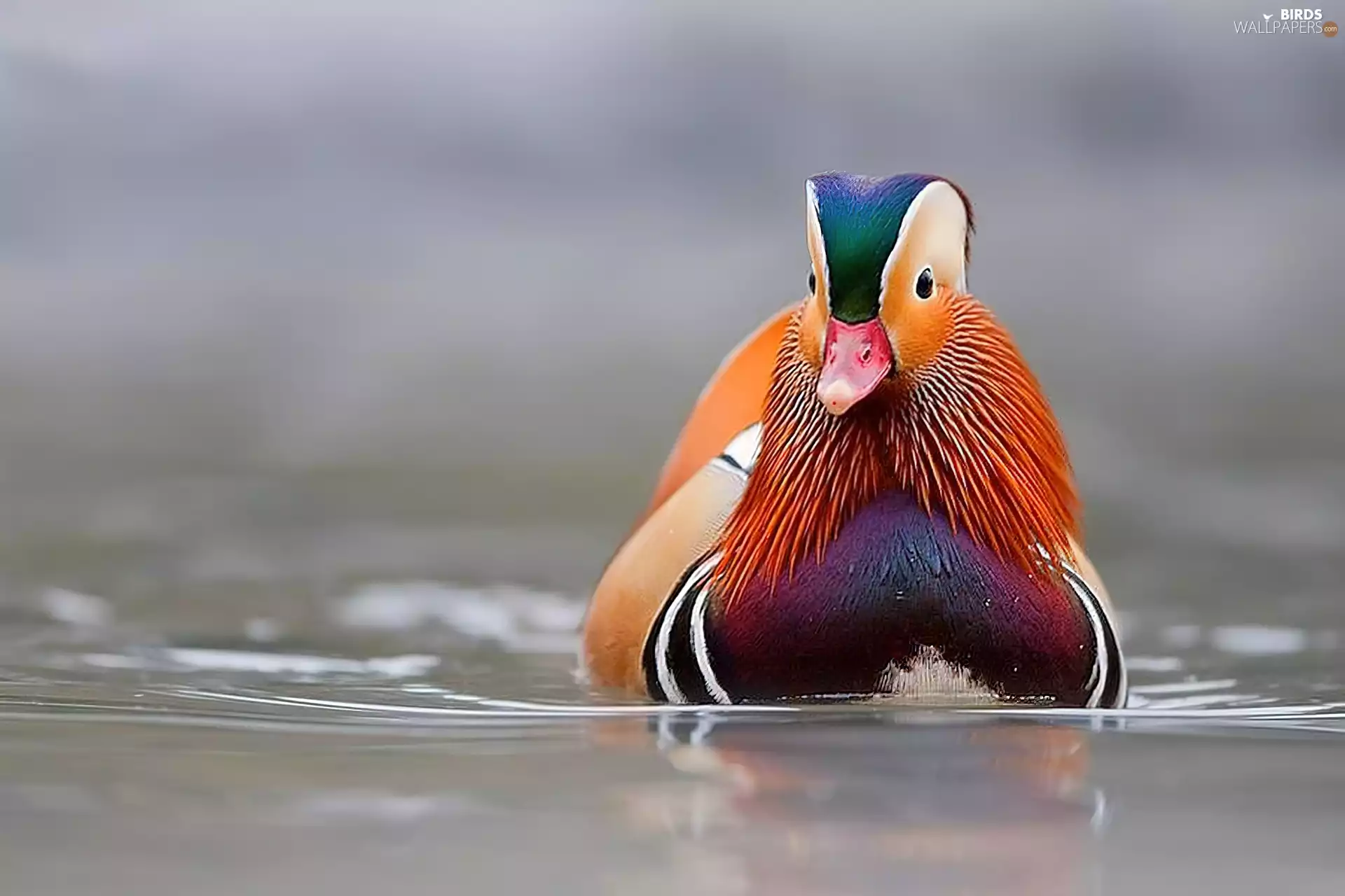 Bird, teal, male, duck