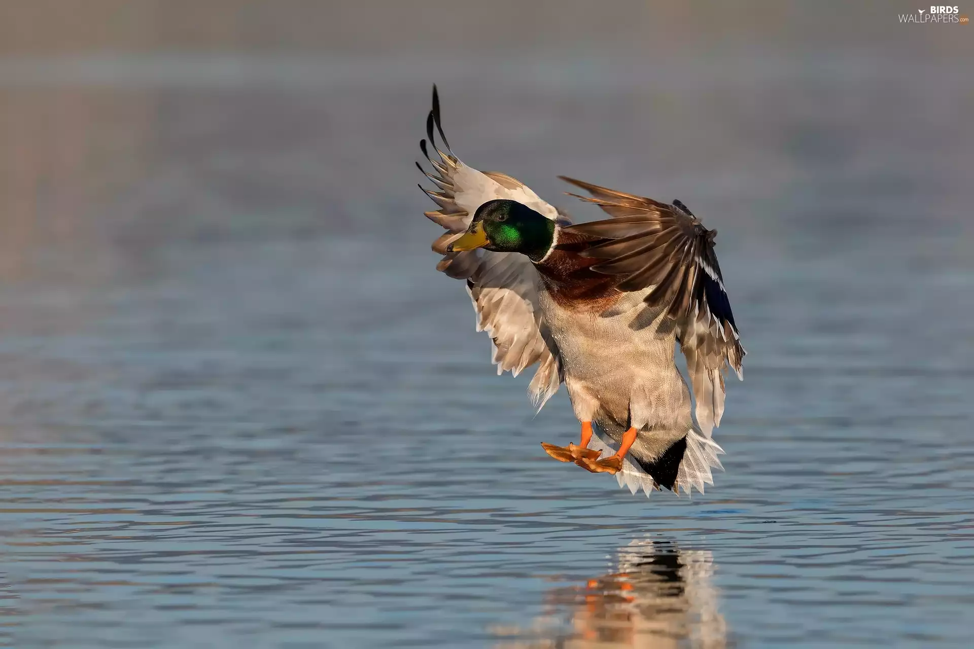 flight, water, Mallard Duck, male, Bird