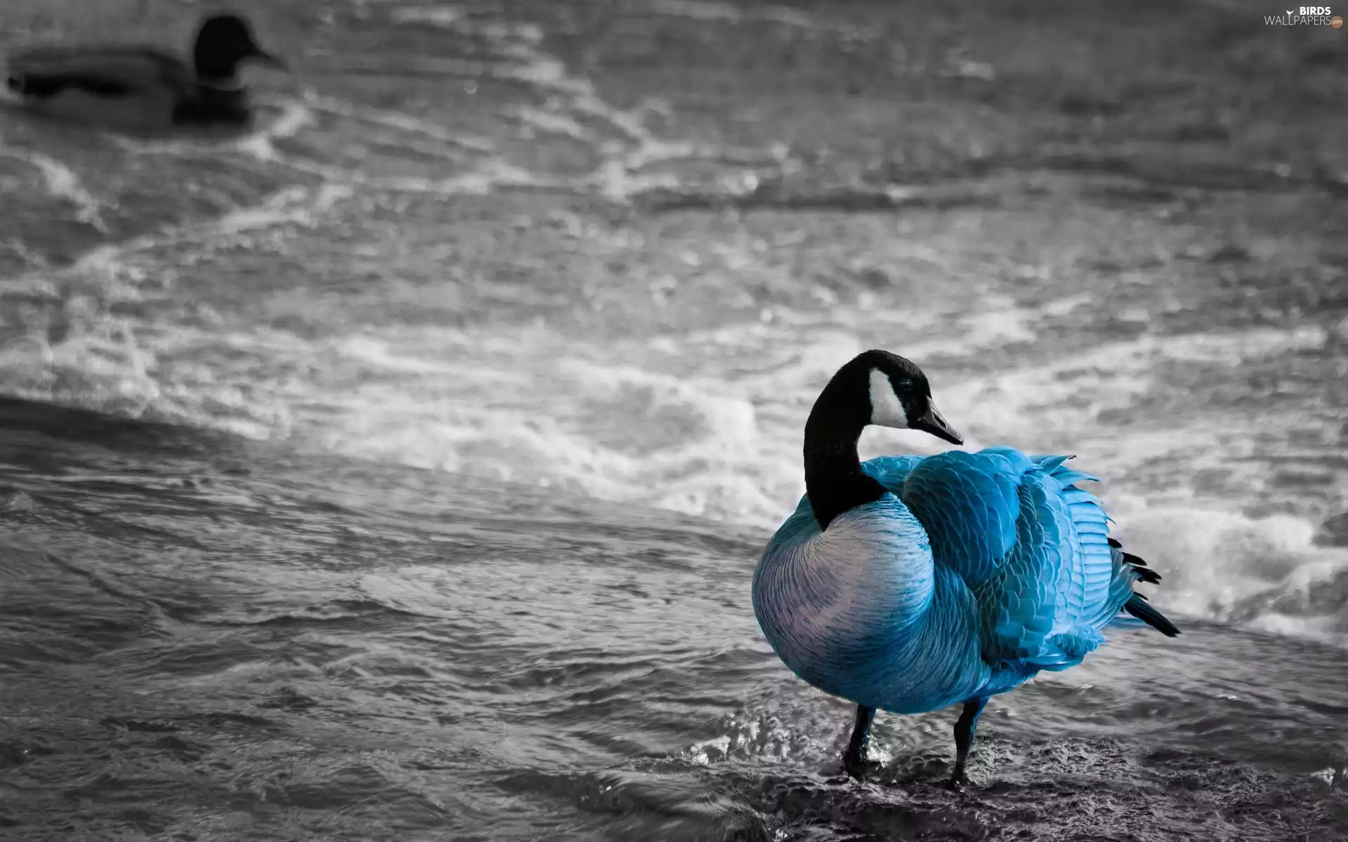 duck, blue, black