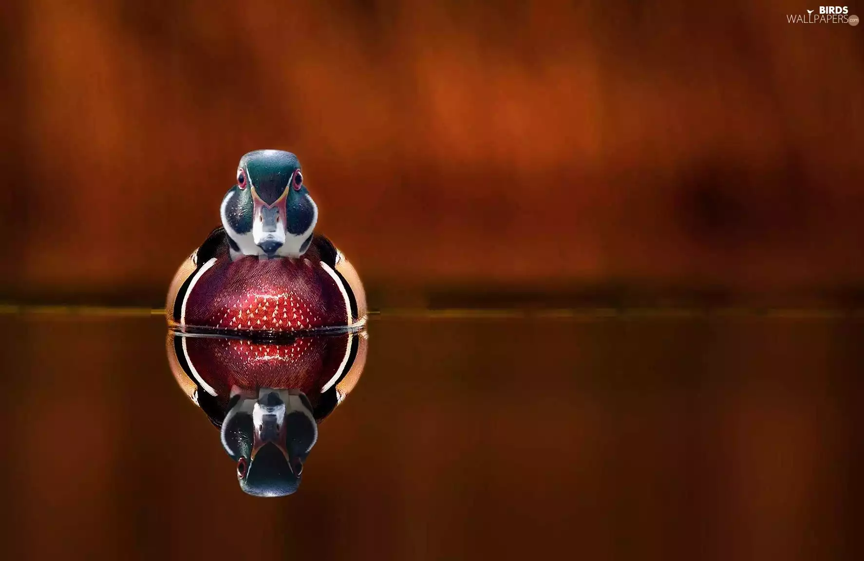 Coloured, water, reflection, duck