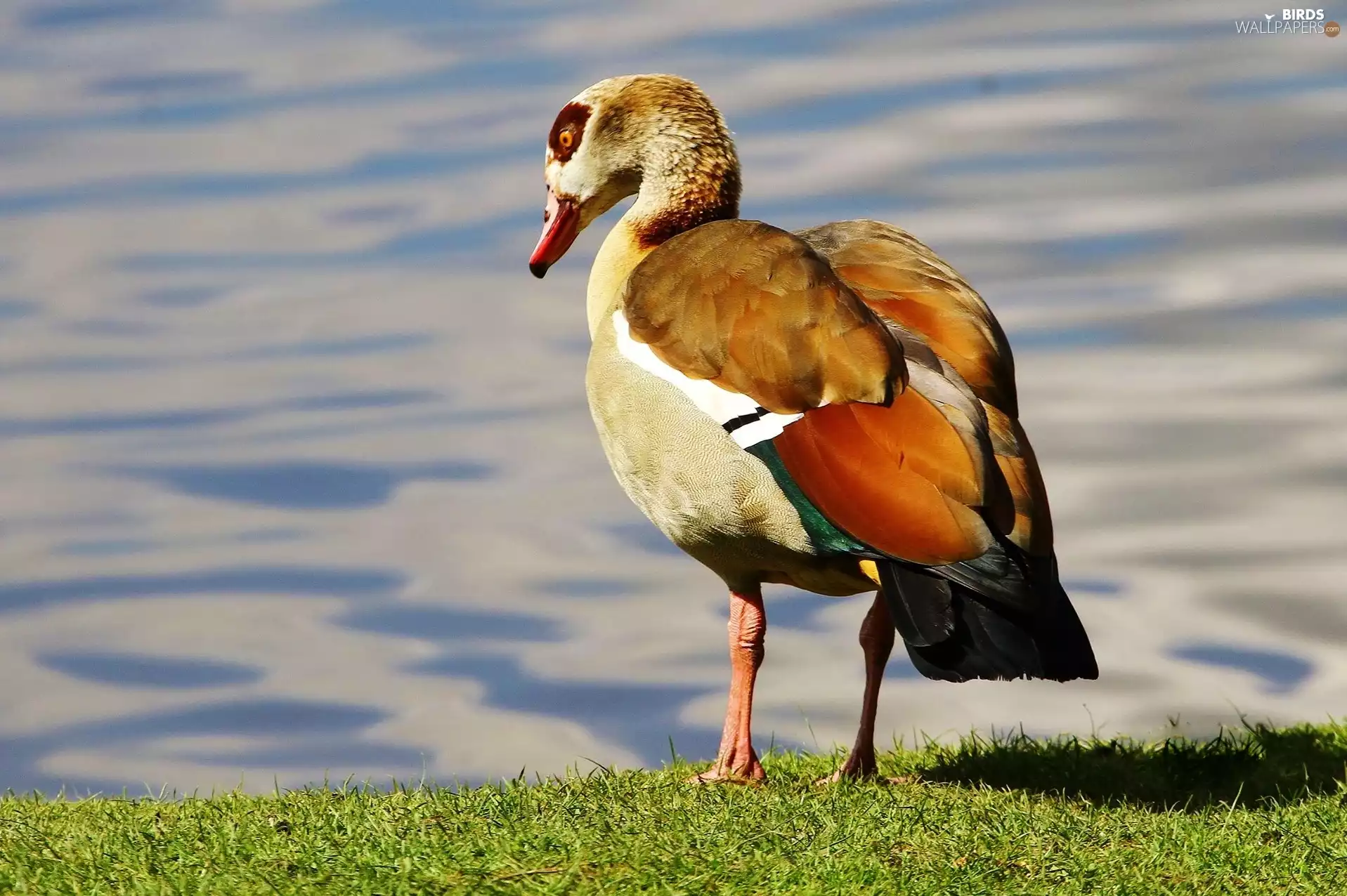 Coloured, grass, water, duck