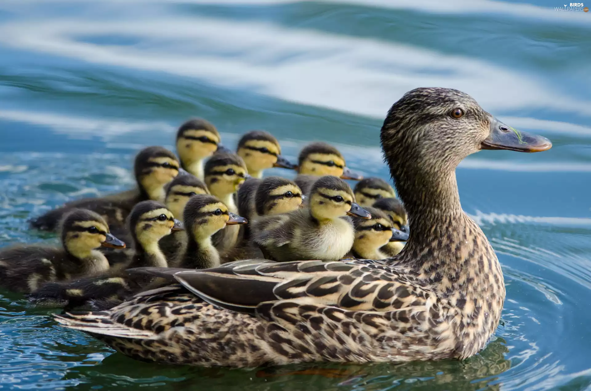 duck, Ducklings