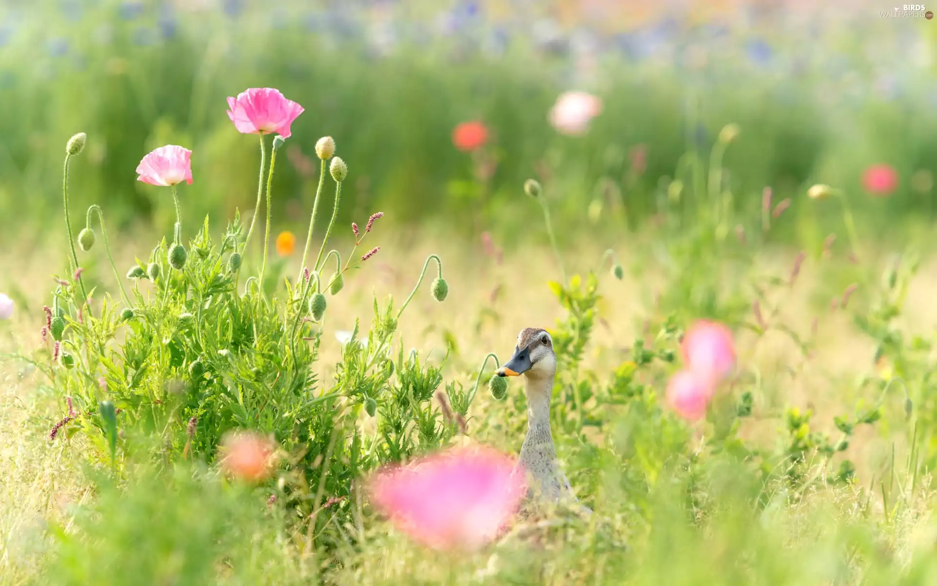grass, duck, Flowers, papavers, Meadow