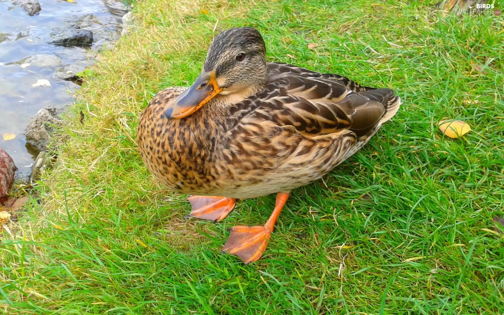 duck, grass