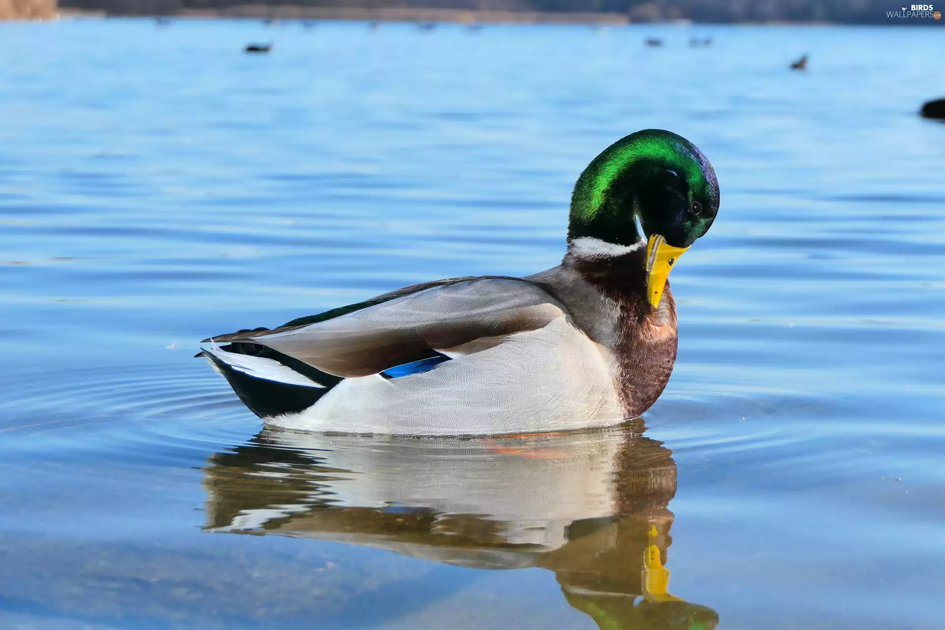 male, Bird, Mallard Duck