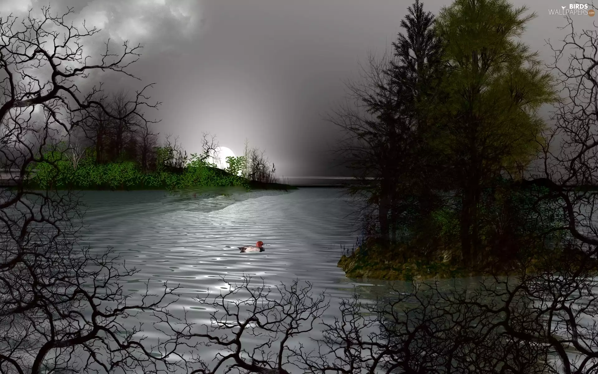 viewes, duck, Night, trees, lake