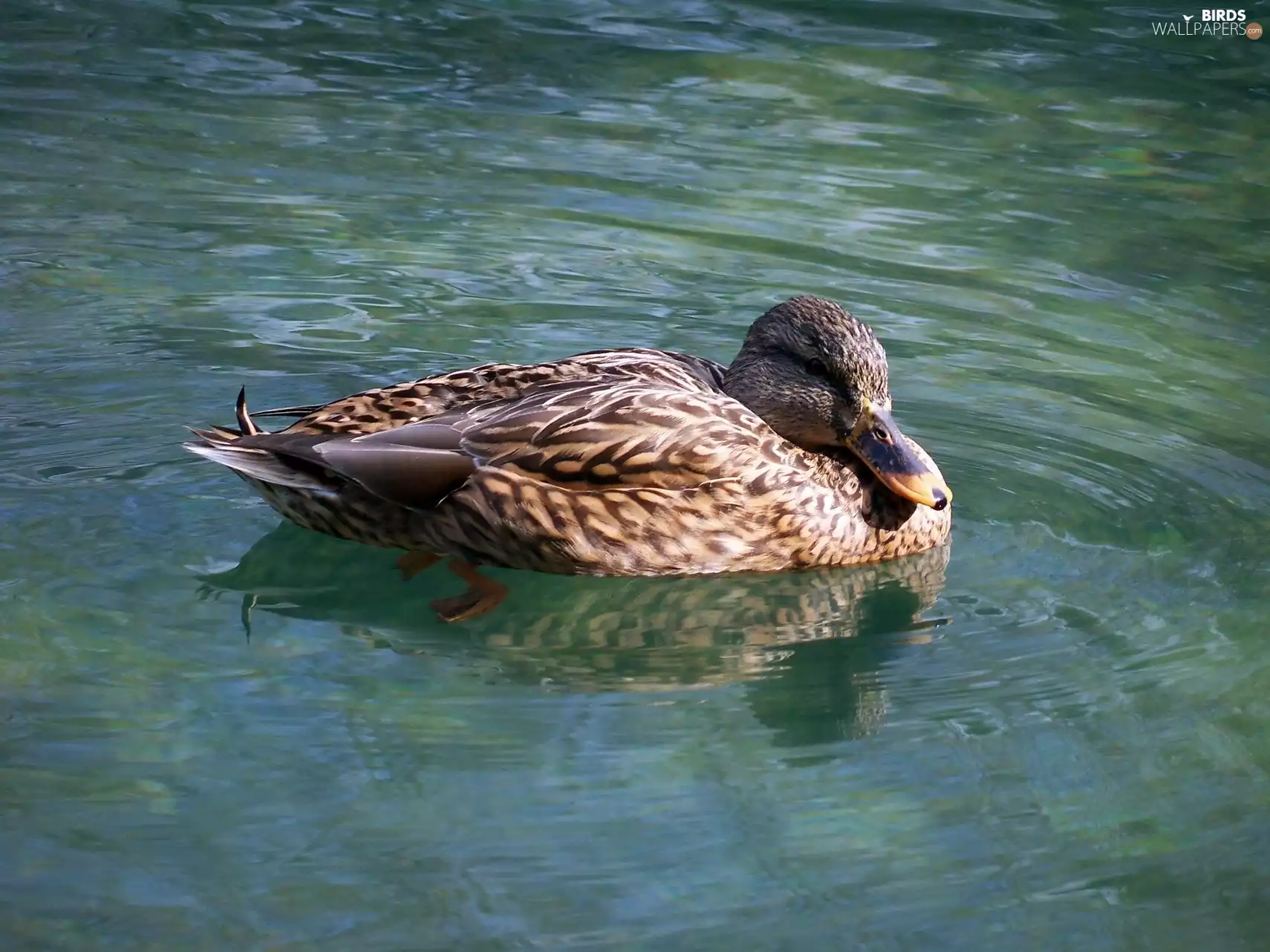 Pond - car, Floating, duck