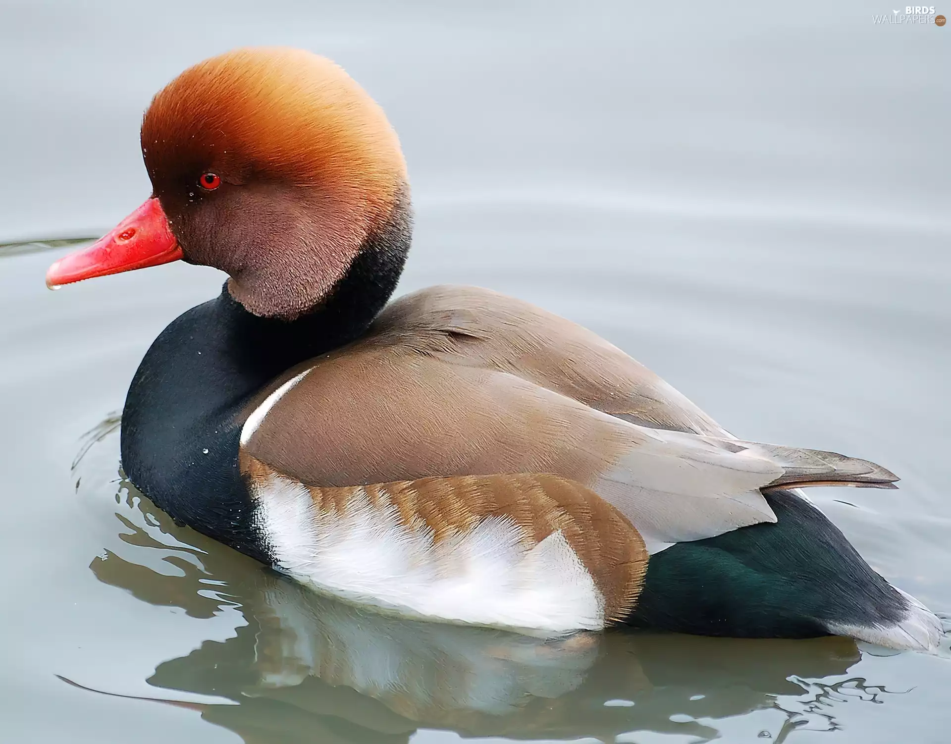 Red-crested Pochard Duck