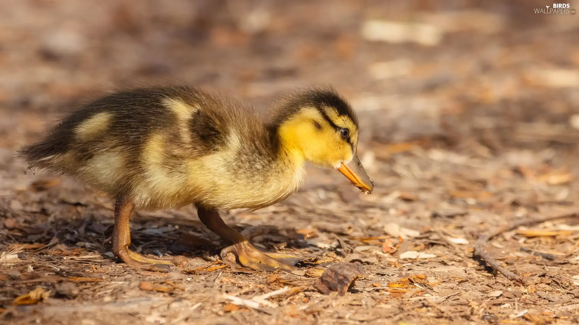 small, Ducky, rapprochement, duck