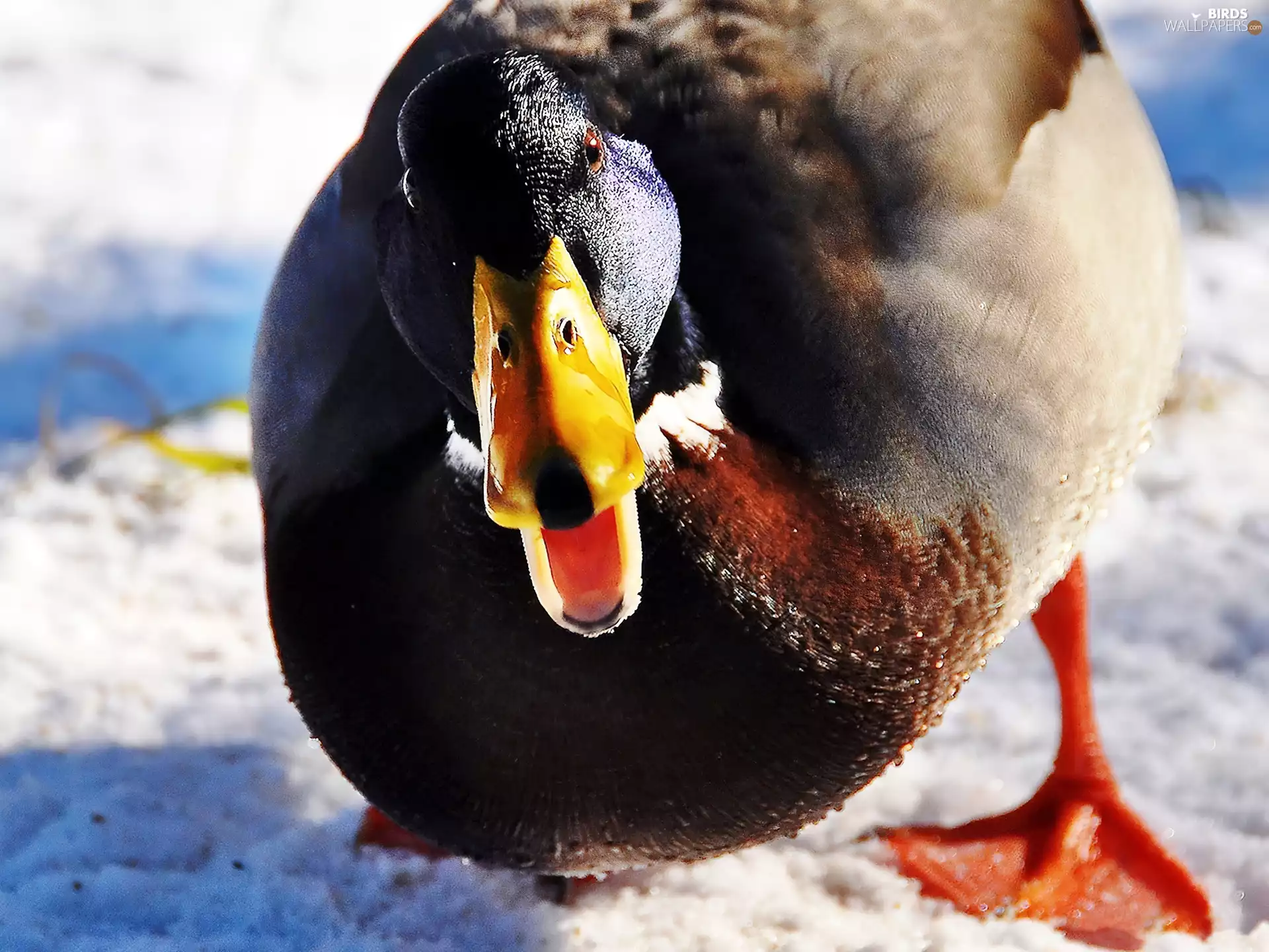 duck, snow