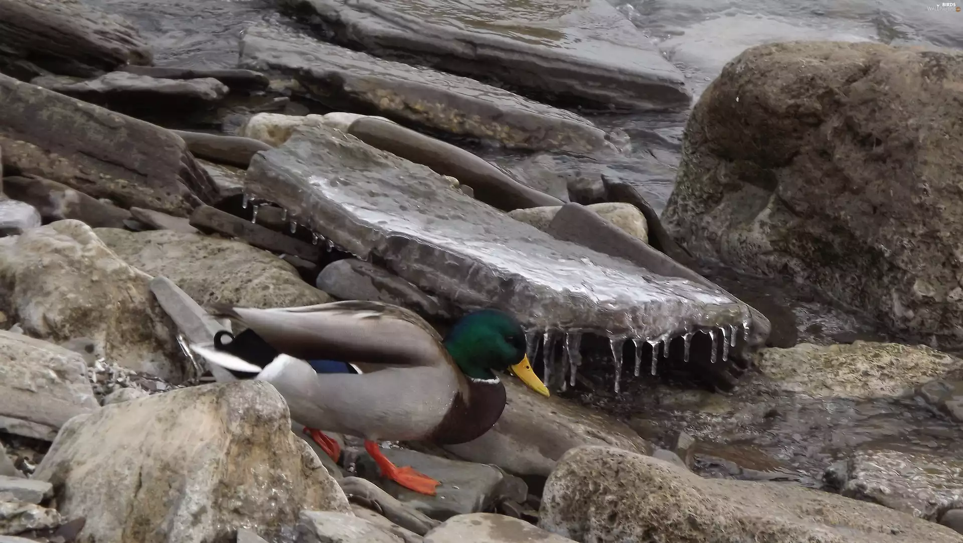 duck, winter, Stones