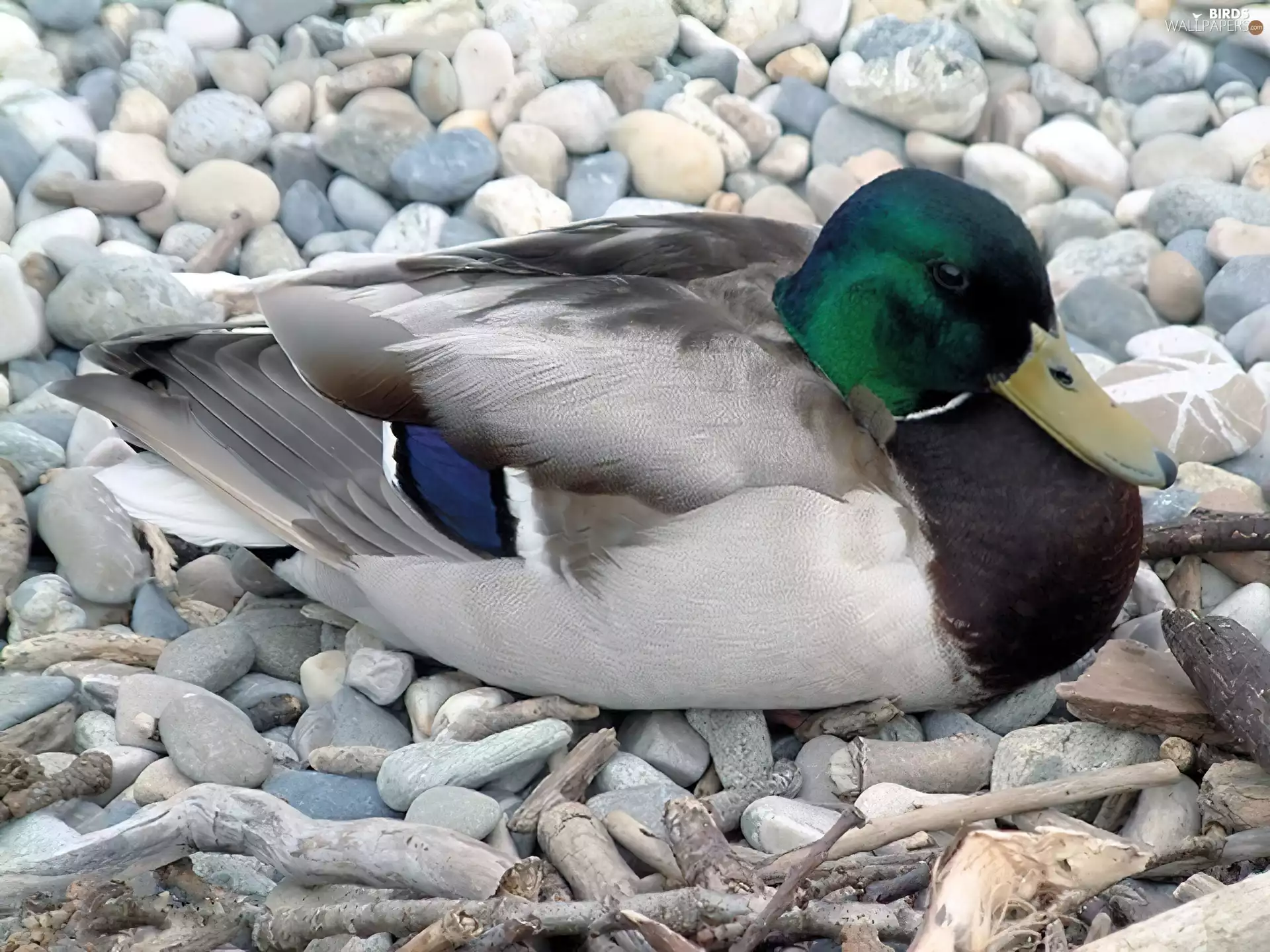 duck, Stones