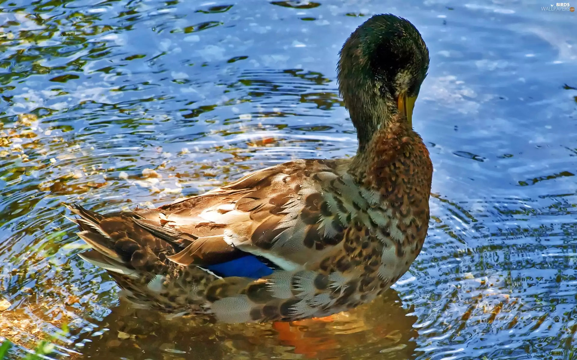 duck, water