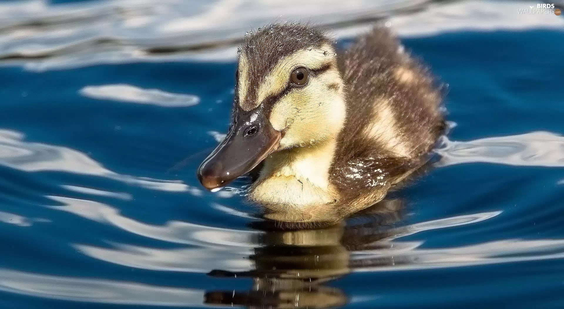 duck, water