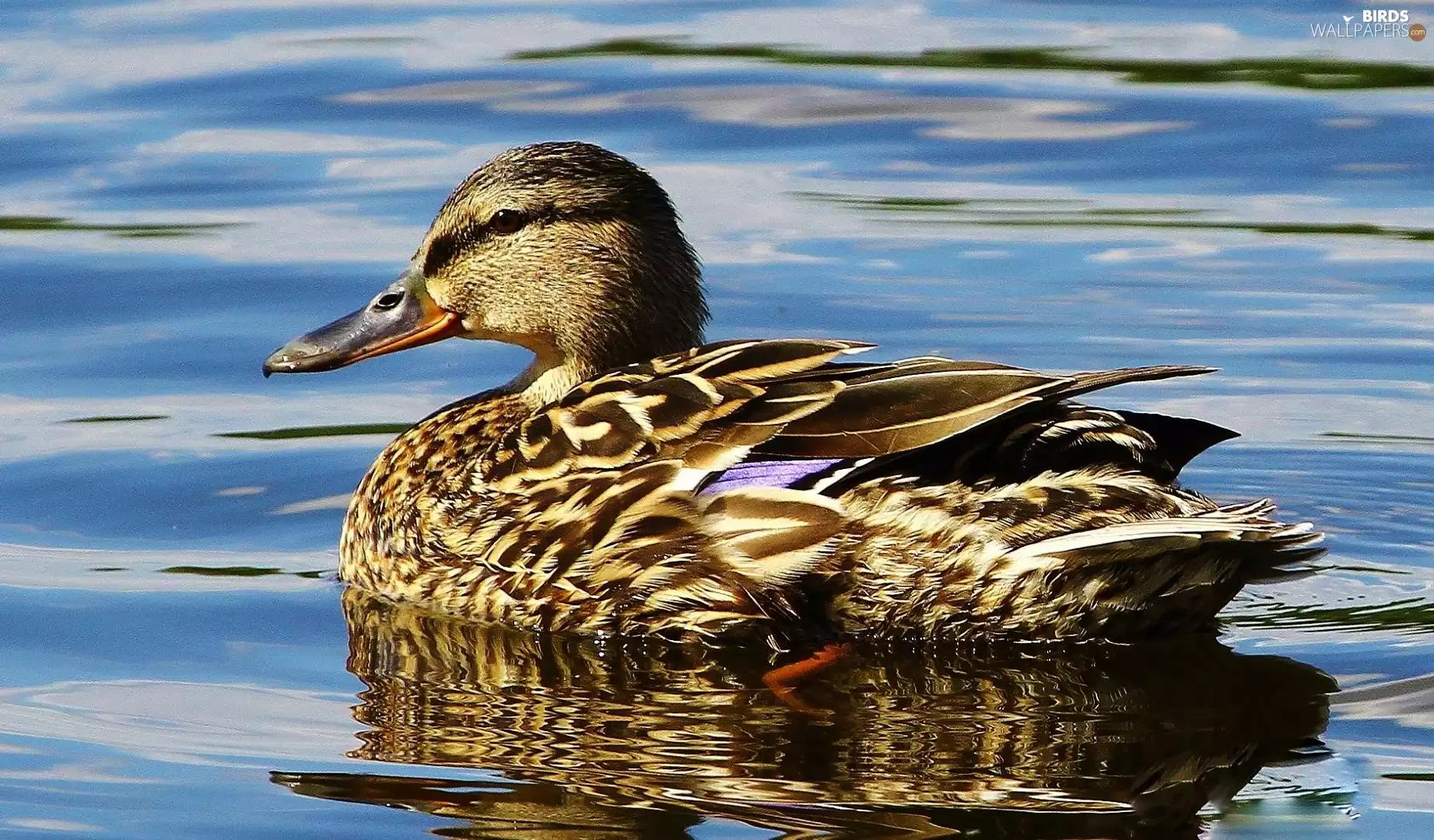duck, water