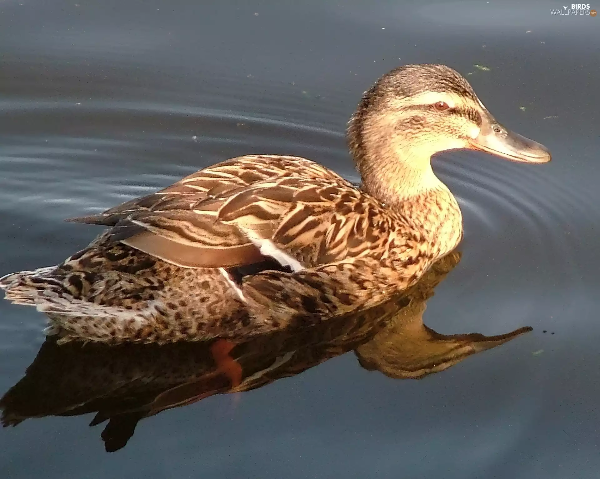 duck, water