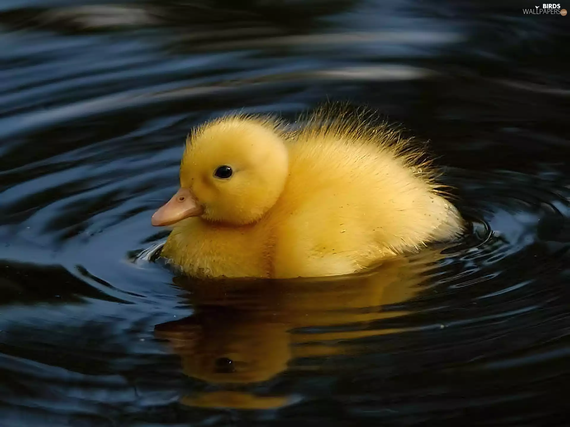 water, Yellow Honda, duck