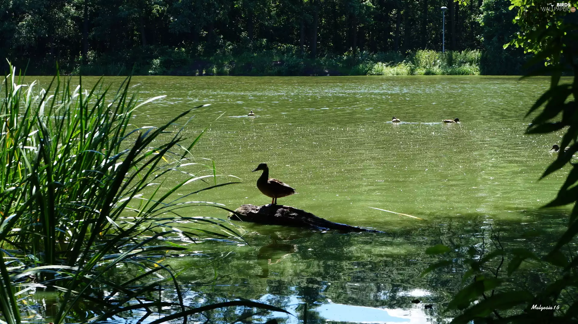 duck, lake, water