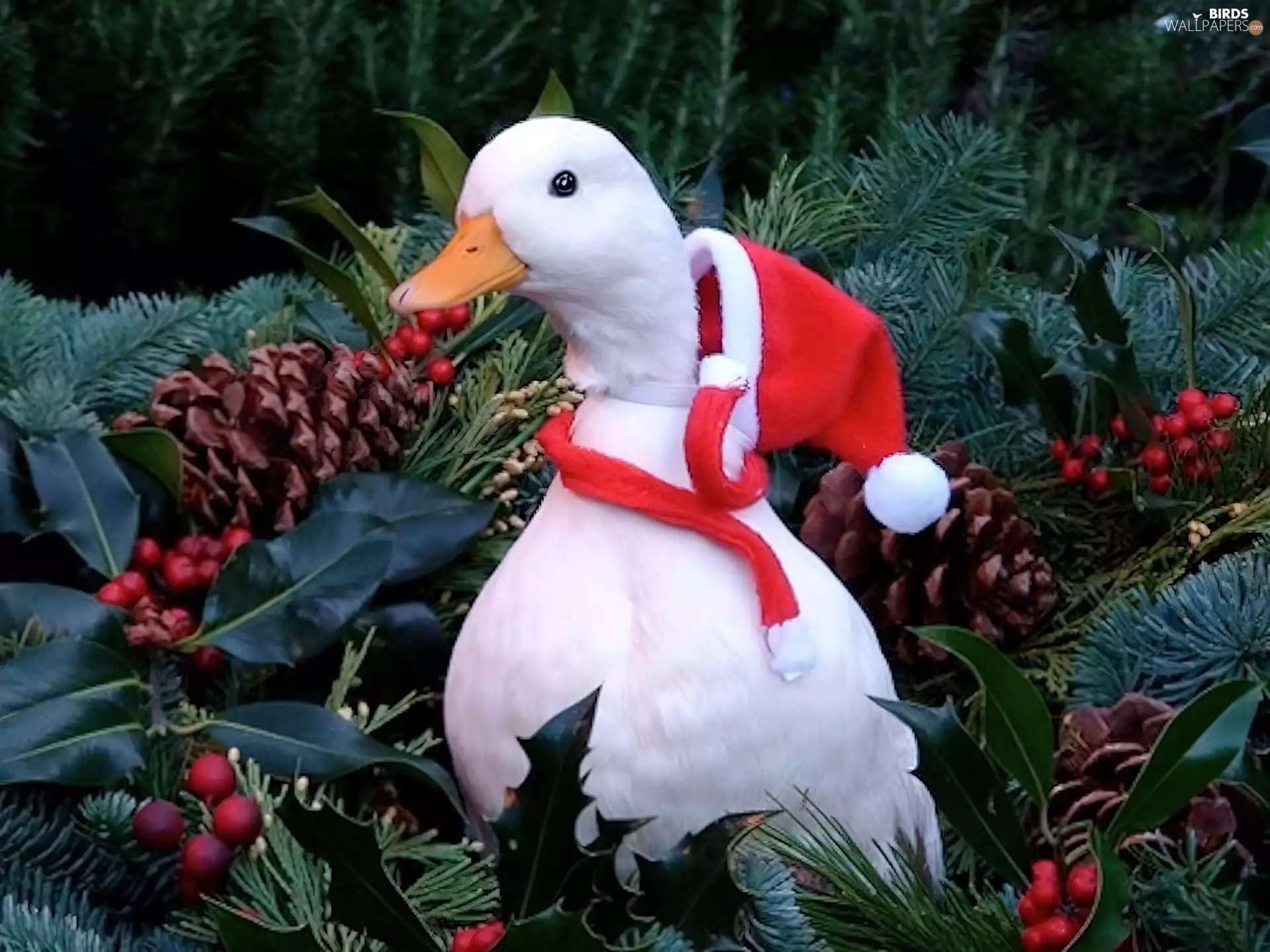 White, Hat, Nicholas, duck