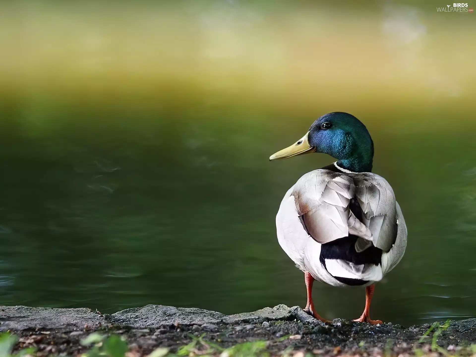 Wild, Stones, water, duck