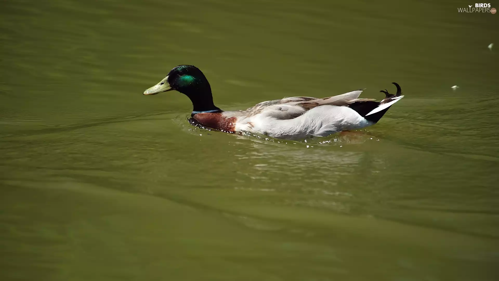Wild, swimming, water, duck