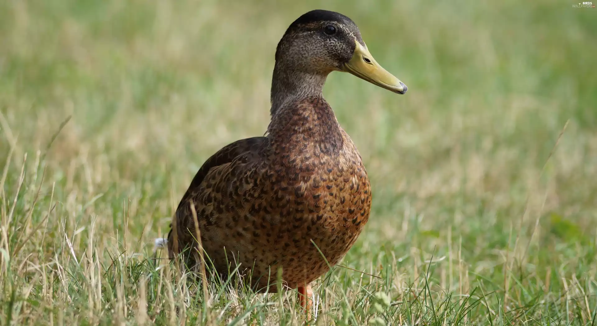 duck