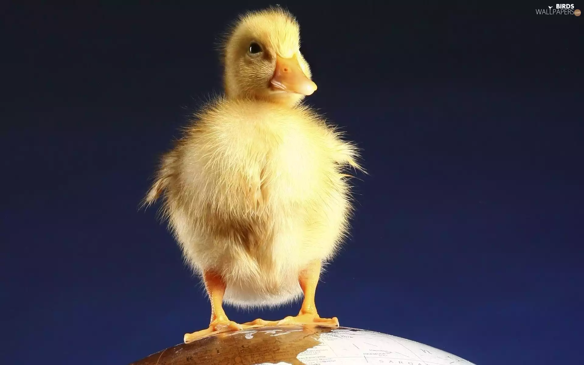 duckling, globe