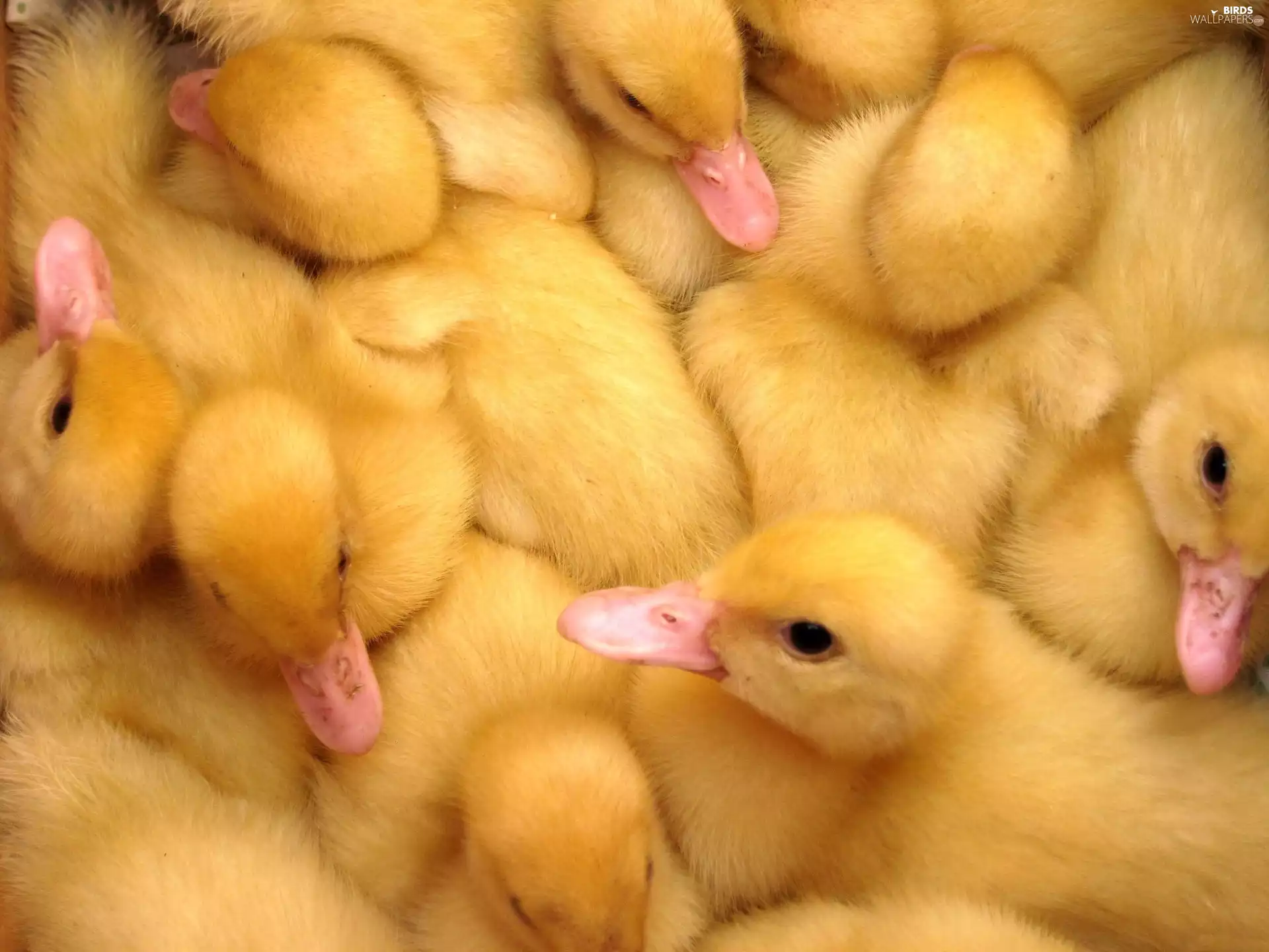ducklings, flock, yellow