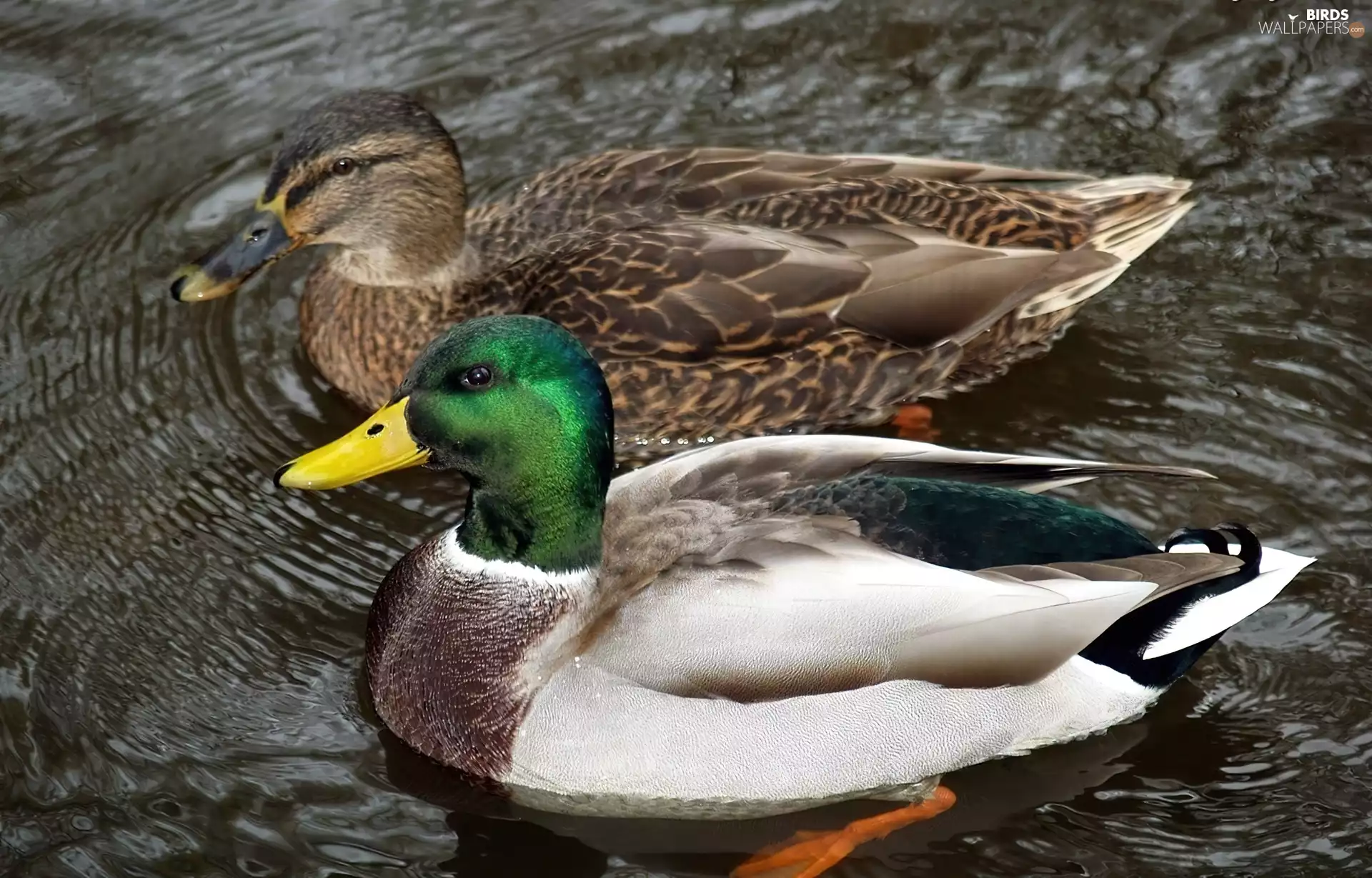 ducks, Crosswords
