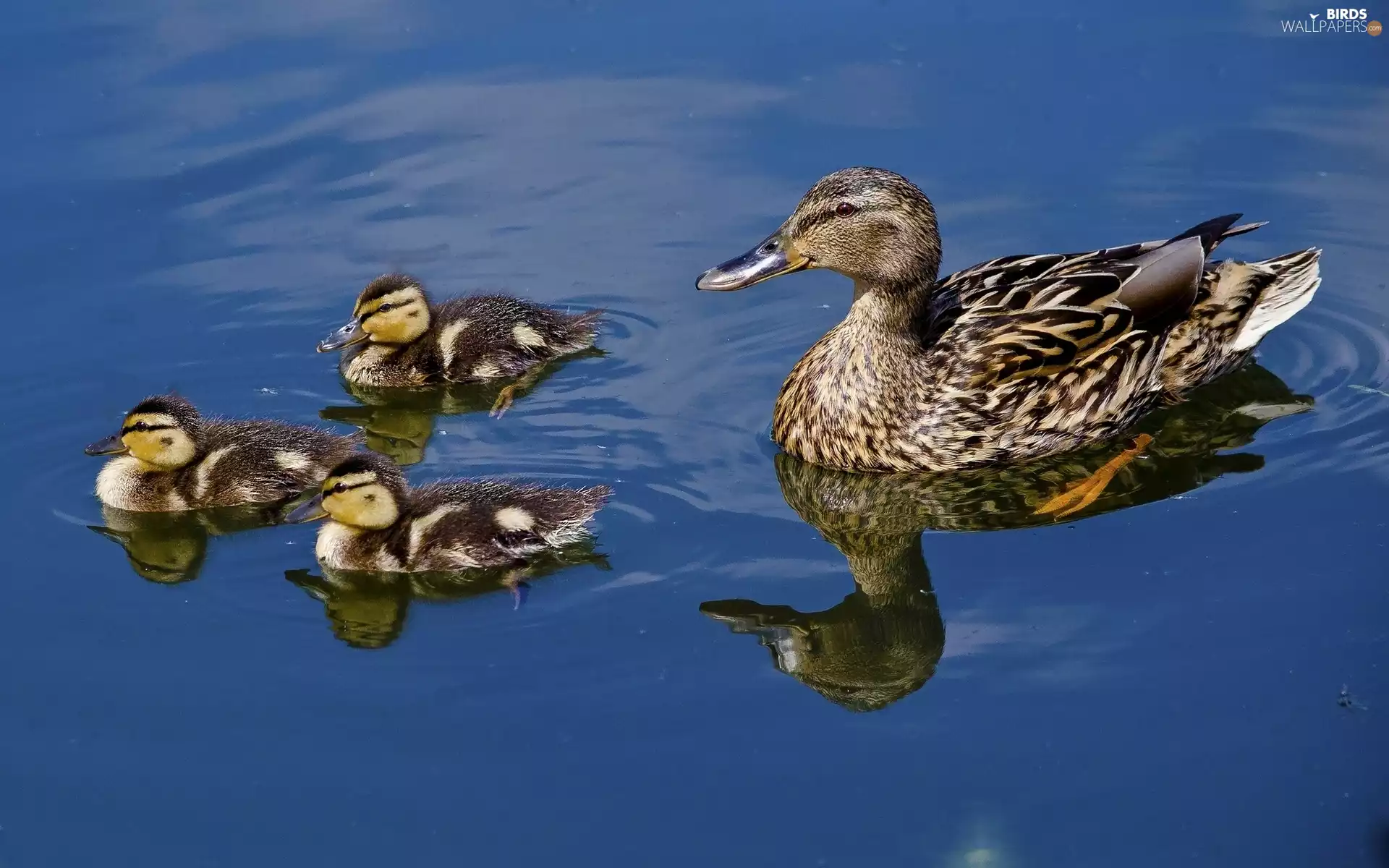 duck, lake, reflection, ducks