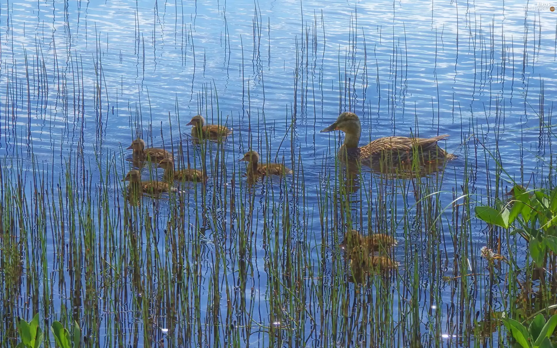 duck, lake, water, ducks