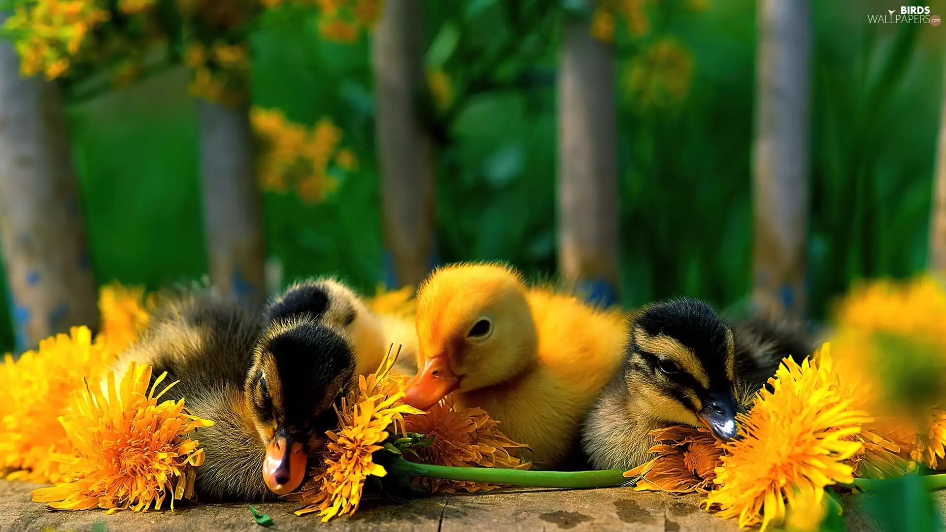 ducks, Flowers