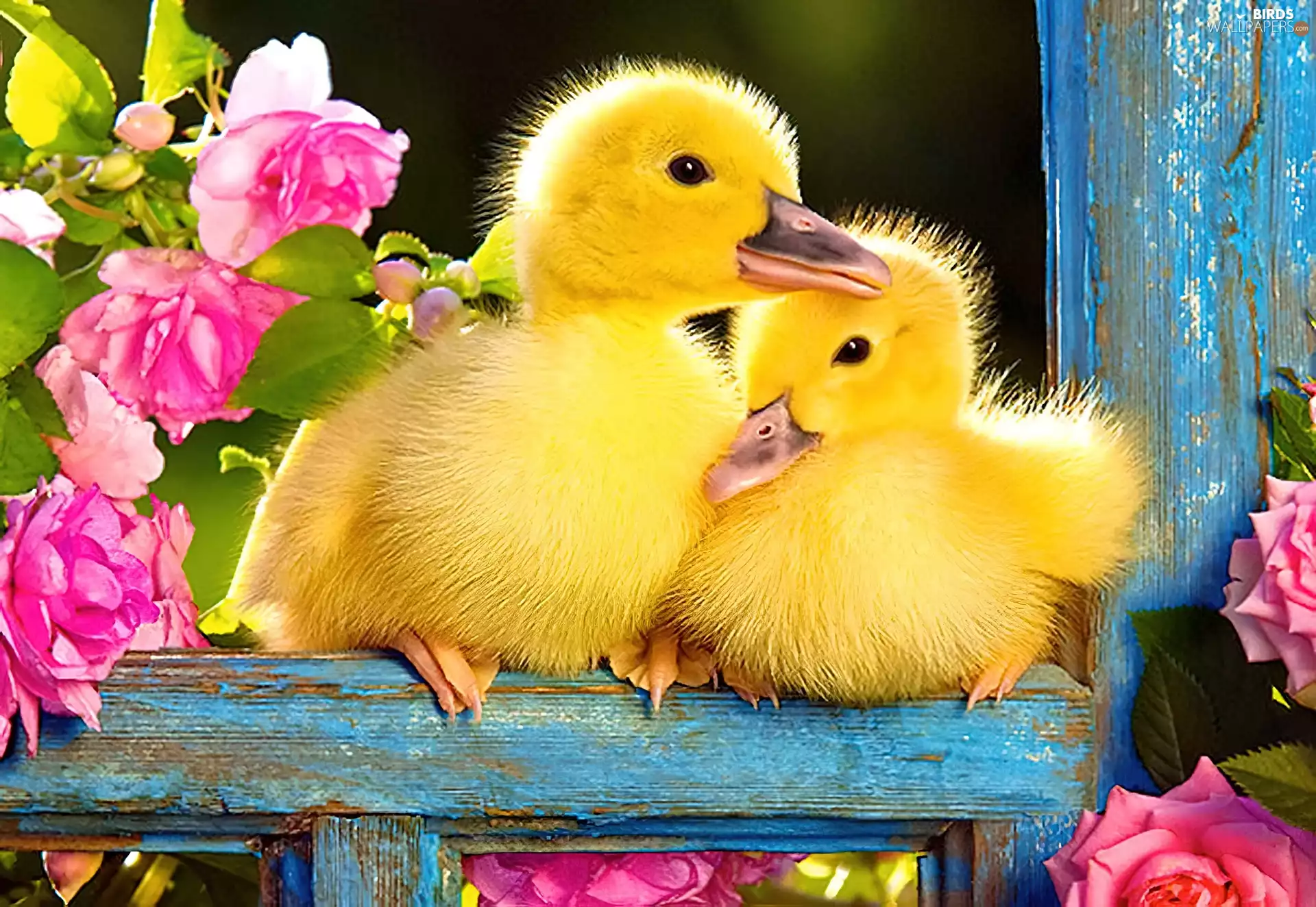 Two, ducks, Flowers, little doggies