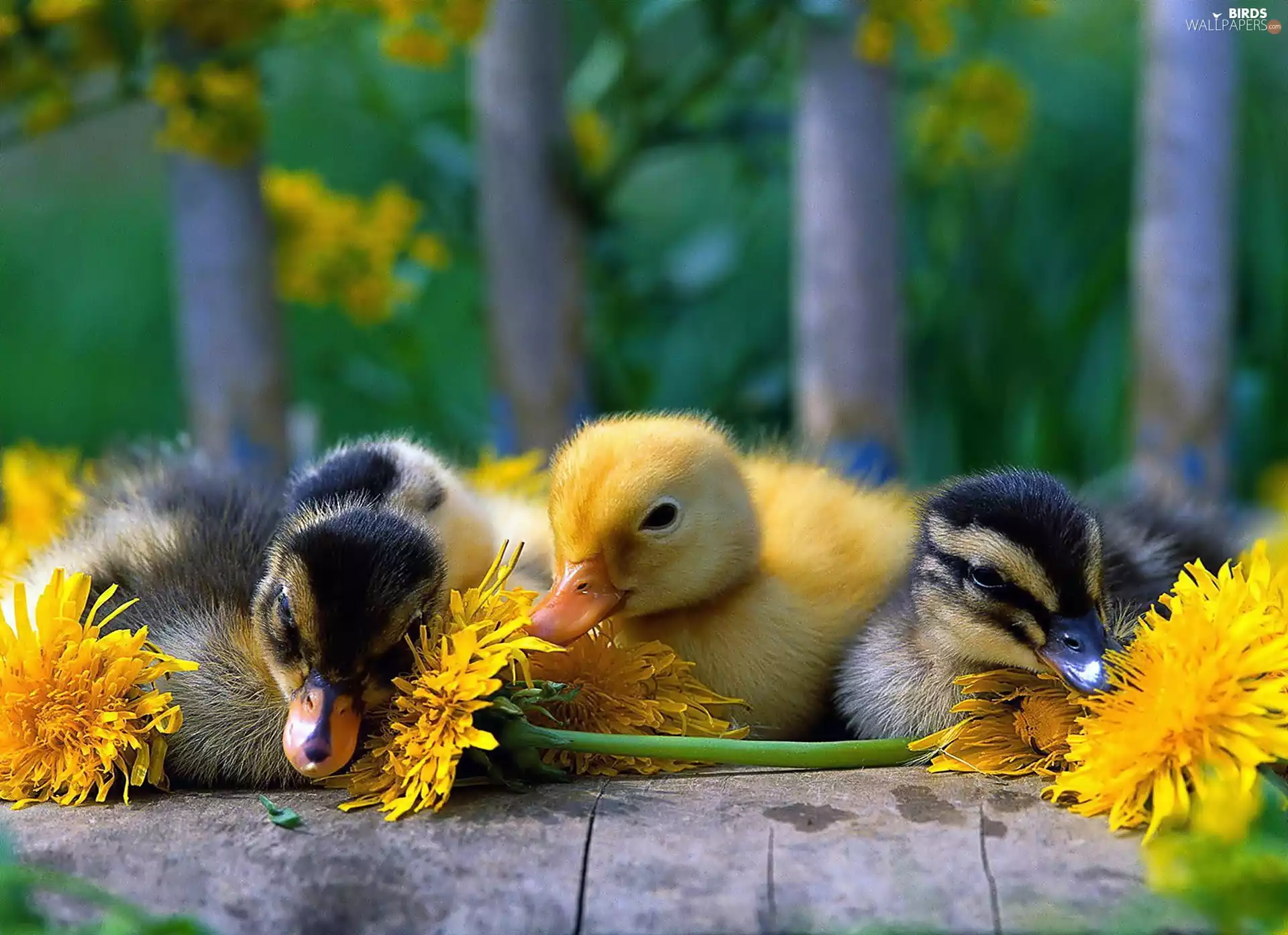 Flowers, little doggies, ducks