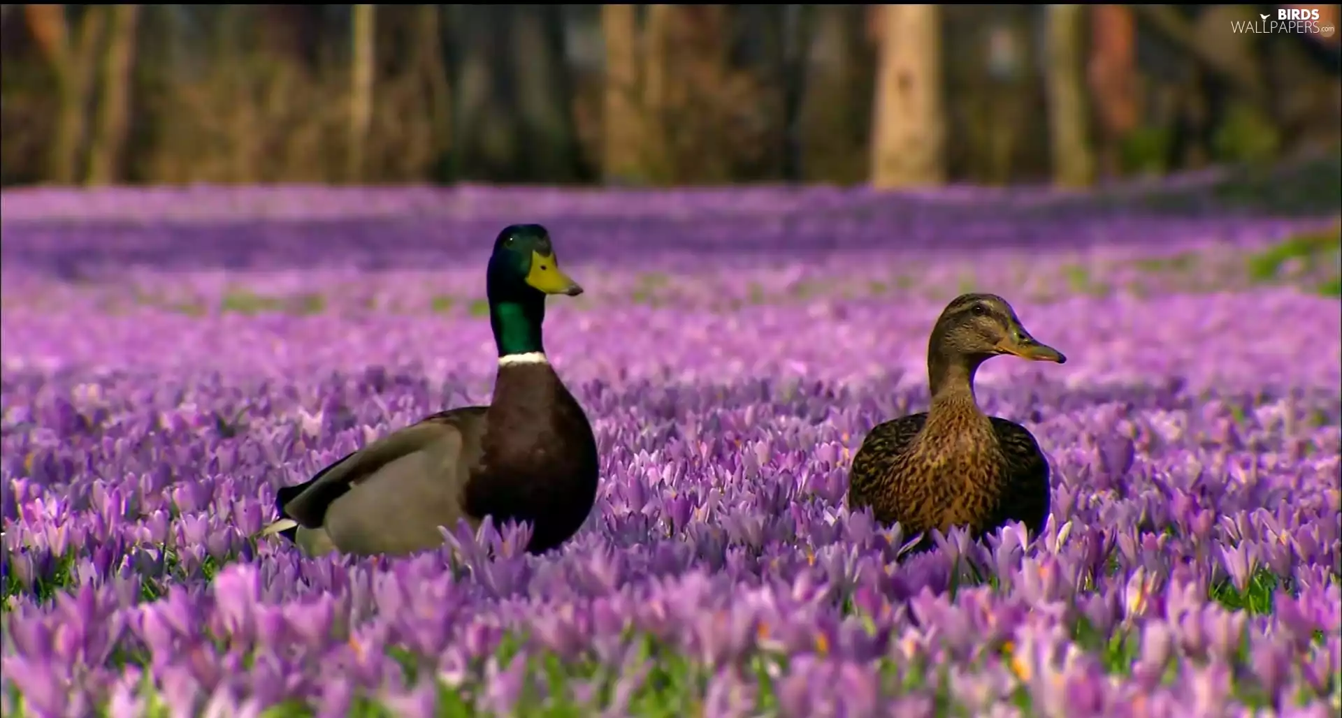 Two, ducks, Flowers, crocuses, purple