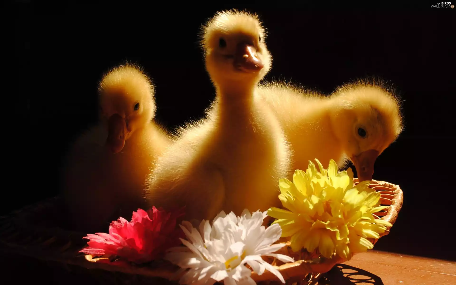 ducks, Flowers